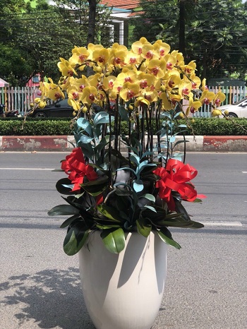 1-shop-hoa-lan-ho-diep-quan-1