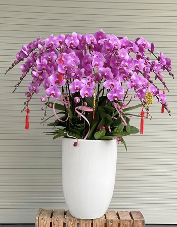 19-tiem-hoa-ban-lan-ho-diep-o-hoc-mon