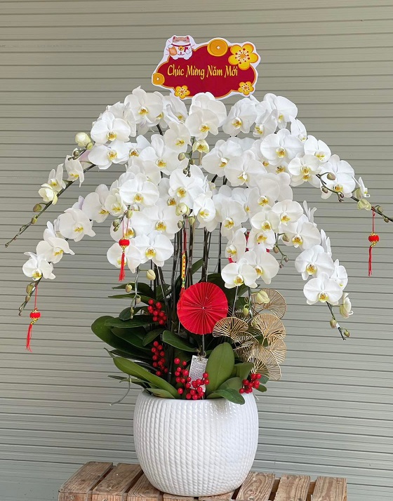 HLG8- Hoa lan hồ điệp Bình Thạnh