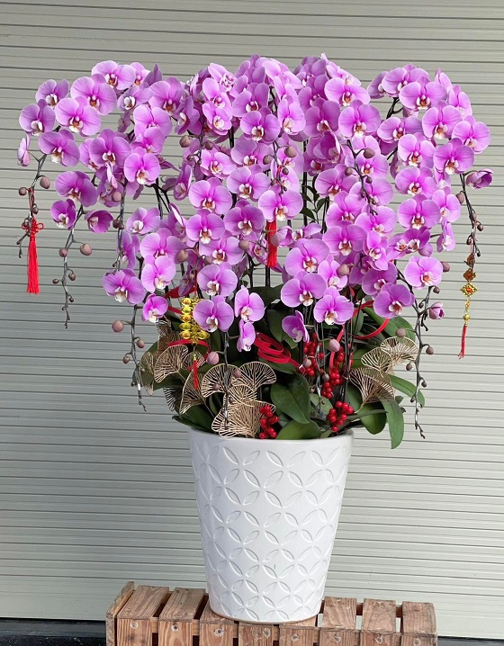 HLG9- Chậu Lan hồ điệp Thủ Đức