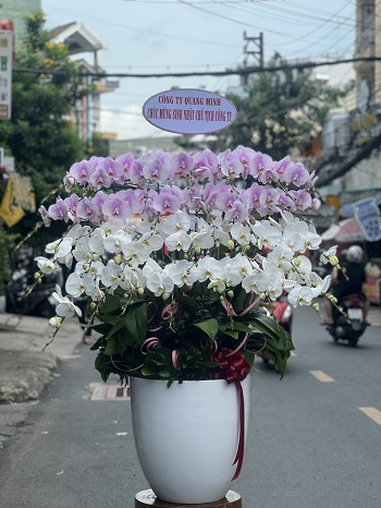 HN13 - Mua hoa tươi ở Phường Giảng Võ Quận Ba Đình