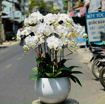 HN25 - Giao hoa hỏa tốc ở Phường Chương Dương Quận Hoàn Kiếm