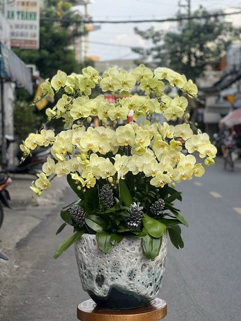 HN82 - Miễn ship hoa tươi ở Phường Ngã Tư Sở Quận Đống Đa