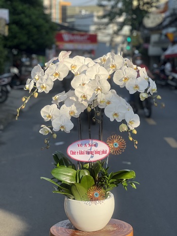 HN103 - Mua hoa tươi ở Phường Trương Định Quận Hai Bà Trưng