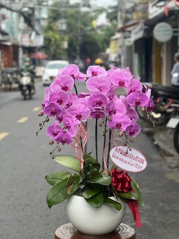 HP233 - Cửa hàng hoa tươi Phường Đa Phúc Quận Dương Kinh